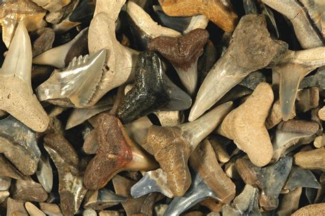 shark teeth fossils true fossils research news