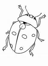 Kolorowanka Insects Owady Biedronka Kolorowanki Malowanka Bugs Beetles Printcolorfun Owadami Ladybug Druku Bestcoloringpagesforkids Owada sketch template