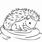 Hedgehog Hedgehogs Getdrawings Bulkcolor Thirsty sketch template
