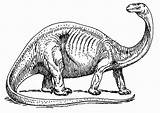 Brontosaurus Brontosaurio Brontosauro Colorare Malvorlage Brontosaure Ausmalbilder Große Schulbilder Téléchargez Scarica Descargar sketch template