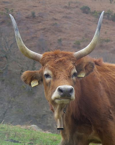 la vaca cachena una gallega en peligro de extincion la granja de oneka