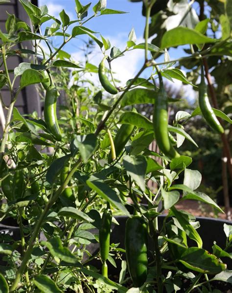 grow jalapeno peppers   organic kitchen garden gardenary