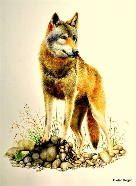 wolf aquarellmalerei tiere wolf aquarell von dieter boger bei