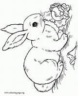 Coloring Rabbit Pages Kids Print sketch template