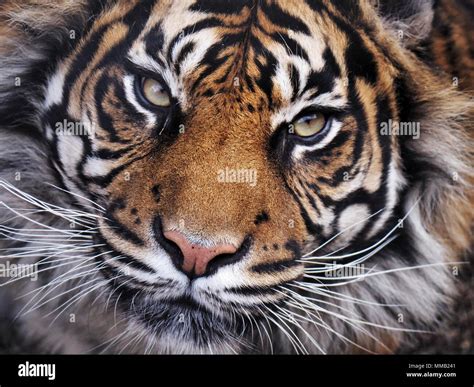 close  portrait   female tiger panthera tigris face