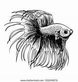 Betta Fish Fighting Splendens Sketch Siamese Illustration Vector Drawn Freehand Doodle Hand Illustrations Clipart Stock Shutterstock Vectors Search Logo Anubias sketch template