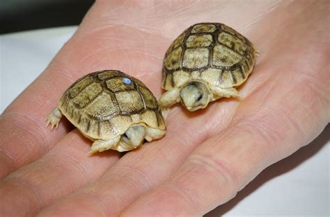 tiny egyptian tortoises teach   big lesson  hope