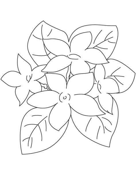 coloring pages  jasmine flower coloringpages