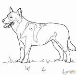 Australian Coloring Shepherd Dog 7kb 1200 Drawings sketch template