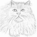 Coloring Persian Pages Cat Cats Animal Getcolorings Printable Color sketch template