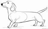 Dachshund Coloring Pages Dog Printable Draw Drawing Template Supercoloring Dachsunds Step Puppy Long Colouring Print Tutorials Sketch Adult Popular Categories sketch template