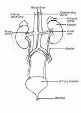 Excretory Urinary Kidney Bones Biology sketch template