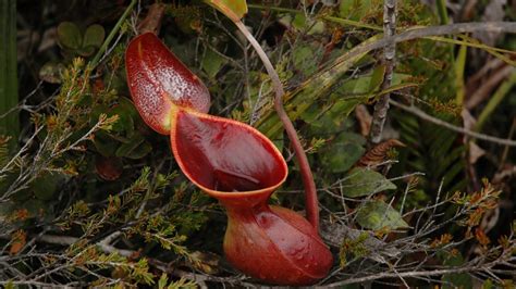 tongue orchids and corpseflowers 7 insanely weird plant species cool green science