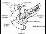 Pancreas Drawing Diagram Draw Paintingvalley Getdrawings Network sketch template