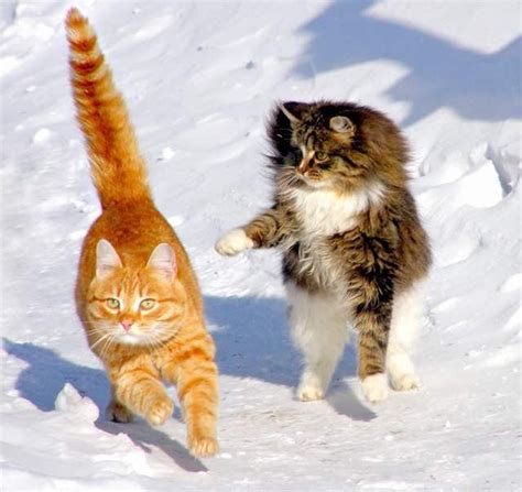 winter  siberian cats fluff   play  snow
