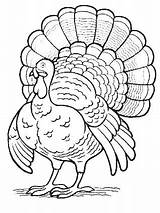 Coloring Turkey Head Leg Getcolorings Getdrawings sketch template
