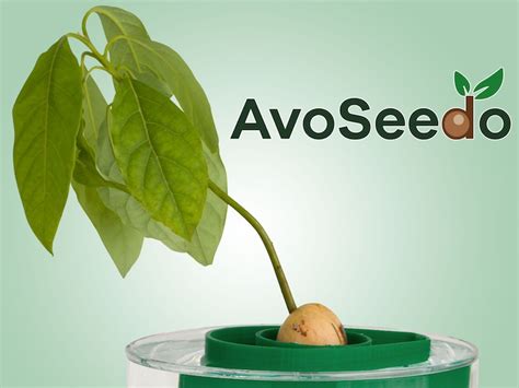 Avoseedo Grow Your Own Avocado Tree With Ease By Daniel Kalliontzis
