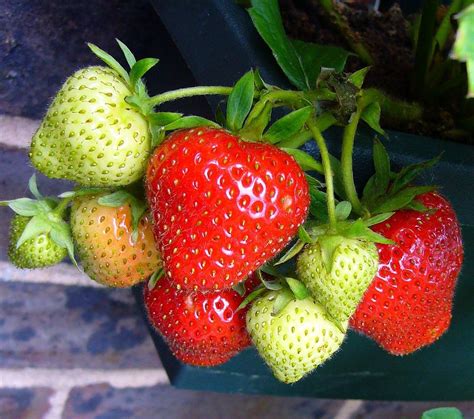 growing strawberries   successfully grow   containers