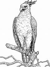 Coloring Pages Hawk Birds Hawks Color Printable Recommended sketch template