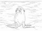Seal Fur Coloring Brown Pages Drawing Printable Main Sea Print Getdrawings Seals Skip Animals Categories Supercoloring Onlinecoloringpages sketch template