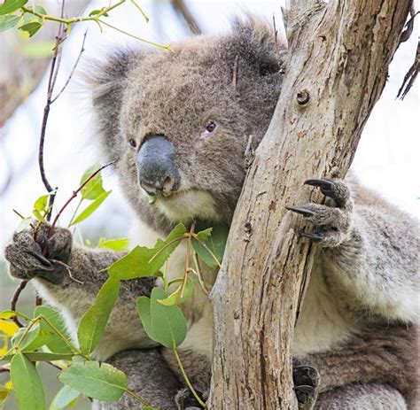 Erbgut Des Koalas Entschlüsselt Welt