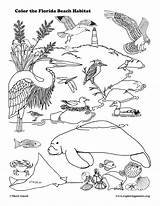 Coloring Florida Animals Coastal sketch template