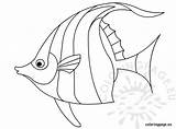Coloring Angelfish Fish sketch template