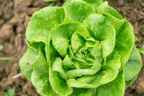 varieties  types  lettuce types  lettuce types  salad romaine salad