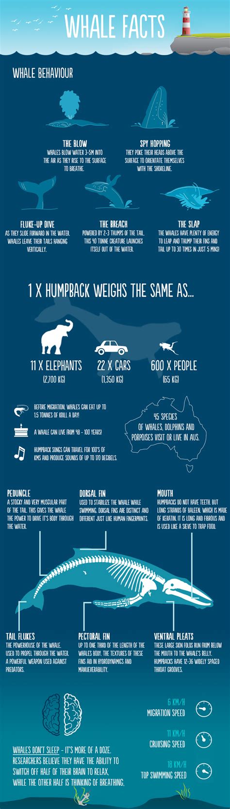 whale facts   blow  mind daily infographic