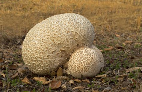 western giant puffball   huge    prope flickr