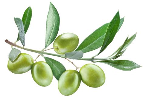 olive tree  pictures