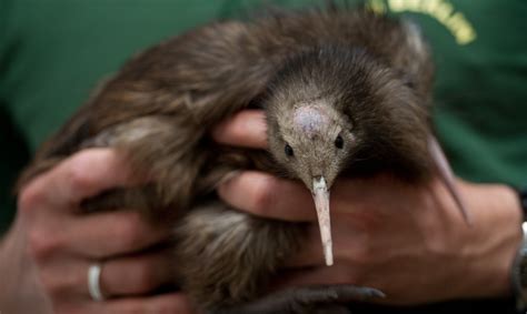 New Zealand Kiwi Is Not From Australia Scientists Find Time