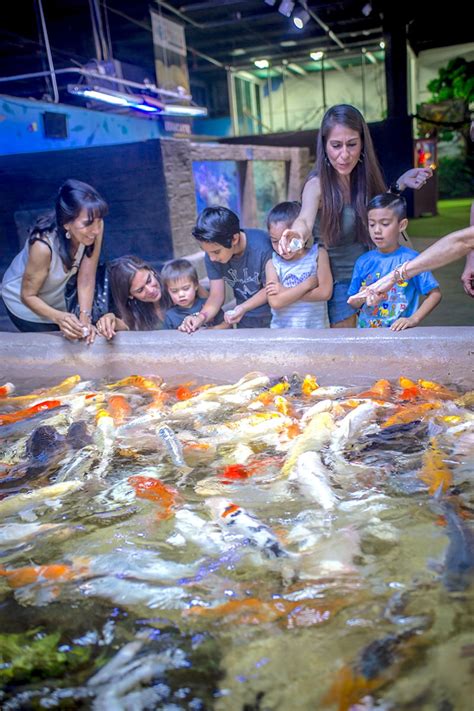 animal encounters   aquarium exciting hands  interactive exhibits