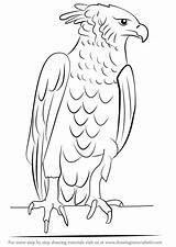 Eagle Harpy Drawing Draw Bird Step Prey Animals sketch template
