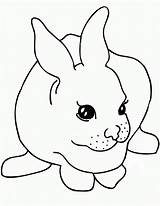 Coloring Rabbit Printable Pages Kids sketch template