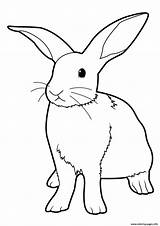 Lapin Coloriage Coloring Rabbit Bunny Easter Real Imprimer Pages Un Dessins Printable Dessin Colorier Et Animaux Chat Enfant Sur Les sketch template