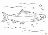 Salmon Sockeye Coho Supercoloring Chinook Mackerels Designlooter sketch template
