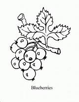 Blueberries Colorare Bacca Clipart Disegni Frutto Colouring Berry Bambini Strawberries Raspberries Coloringhome sketch template