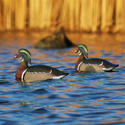 avery ghg life size wood duck decoys  pack duck decoys decoys wing supply