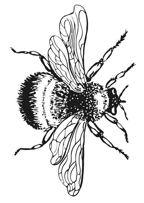 bumble bee coloring pages  kids coloring home