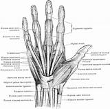 Hand Anatomy Left Human Bones Muscles Diagram Tendons Ligaments System Muscle Structure Bone Wrist Tendon Muscular Etc Clipart Drawing Medical sketch template