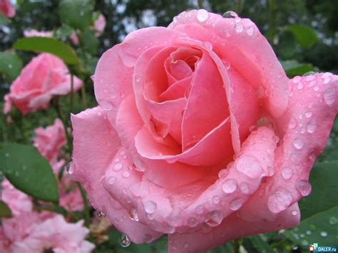 melhores fotos de flores lindas  coloridas rosa azul roxo veja