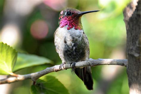 perches  hummingbirds