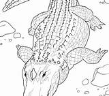 Realistic Coloring Pages Animal Crocodile Printable Baby Alligator Cute Animals Print Getcolorings Real Color Getdrawings Drawing Colorings sketch template