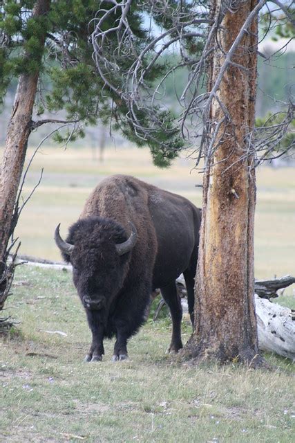 charging buffalo flickr photo sharing
