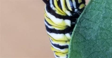 Monarch Larvae Imgur