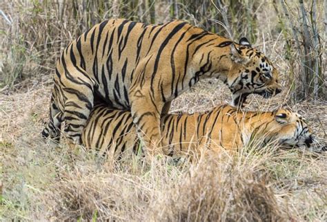 The Sexual World Of The Tiger Has Been Invisible To The