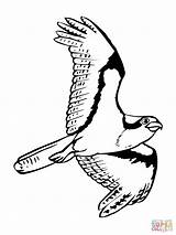 Osprey Falco Visarend Vliegende Disegno Kleurplaat Kleurplaten Soaring Falchi Pagine Colorato Ispirazione Disegnato Volo Stampabili Pescatore Categorieën sketch template