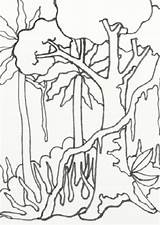 Rainforest Coloring Pages Amazon Drawing Easy Jungle Scenery Forest Trees Rain Template Treasures Wild Sketch Drawings Getdrawings Color Templates Getcolorings sketch template