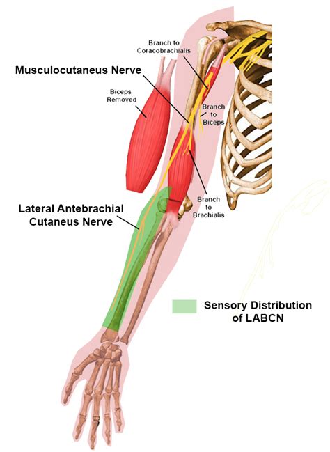 lateral antebrachial cutaneus nerve anatomy medbullets step